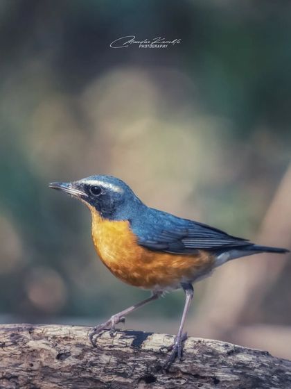 Portraits of the Wild photo 38