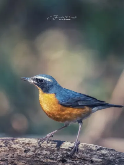 An Indian Blue Robin caught mid-stride on a log. This shot captures a bit of movement and the bird's alert posture.