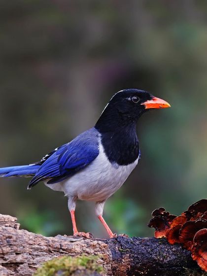 A Red-billed Blue Magpie stands on a mossy log next to some interesting red fungi. The composition balances the bird with elements of its forest environment.