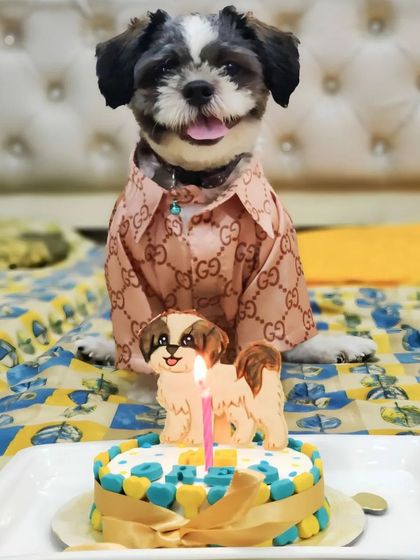 Dressed to impress. Little Oreo the Shih Tzu looks so dapper next to his first birthday cake, which features a hand-drawn cookie of himself.