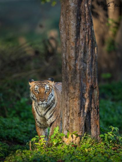 The frame comes alive the moment the subject looks into the lens. As this tigress peeked from behind a tree, her direct gaze created an unforgettable connection. This is the kind of moment where my gear's unmatched eye-tracking is indispensable.