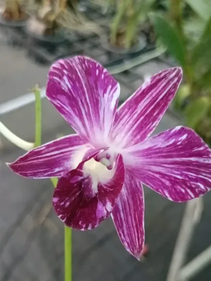 A stunning Dendrobium orchid with purple and white striped petals.