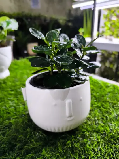 For Women's Day, we have a stunning array of plants to delight the special women in your life. From mini landscapes and terrariums to elegant potted plants, a green gift is a gift of life.