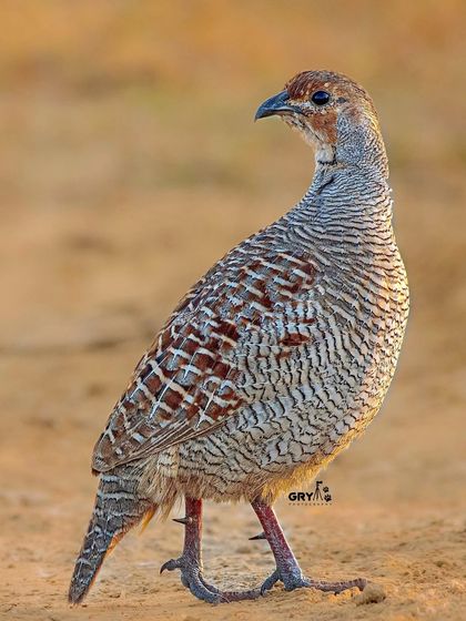 A Grey Francolin stands alert in the dry grasslands. The golden light of early morning highlights the subtle barring on its feathers.