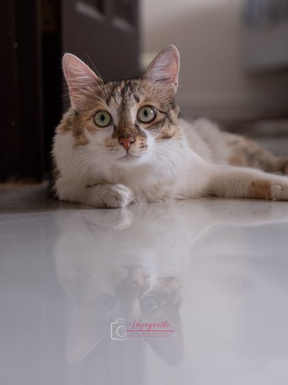 The beautiful calico cat, Hermione, reflected in the shiny floor of her home. Using the environment to create artistic shots is a key part of at-home sessions.