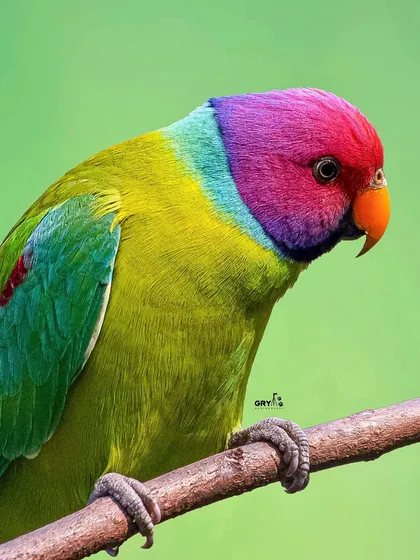 The stunning, almost painted-like colors of this Plum-headed Parakeet are a testament to nature's artistry. I focus on capturing these vibrant details, making such images perfect for fine art prints that bring a splash of wild color into any space.