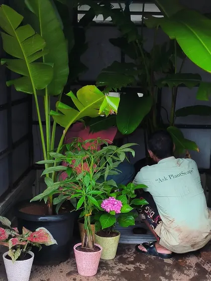 Our team carefully loading a variety of plants for delivery. This batch includes large Bird of Paradise plants, Caladiums, and Hydrangeas, all set for their new home.