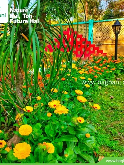 A mixed garden bed featuring yellow Calendulas alongside a Ponytail Palm, showing how we combine different plant types for interesting textures.