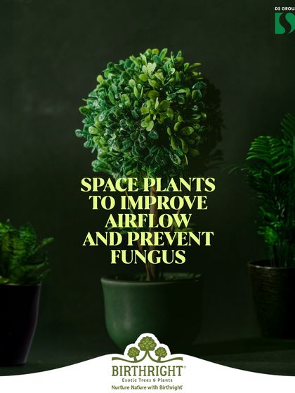 Summer care tip: Space your plants out to improve airflow. This simple step helps prevent fungus and other heat-related issues.