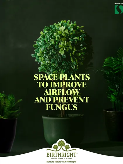Is your garden summer ready? Proper spacing between plants is crucial to improve airflow and prevent fungal growth, which can be common in hot and humid weather. A little breathing room goes a long way.