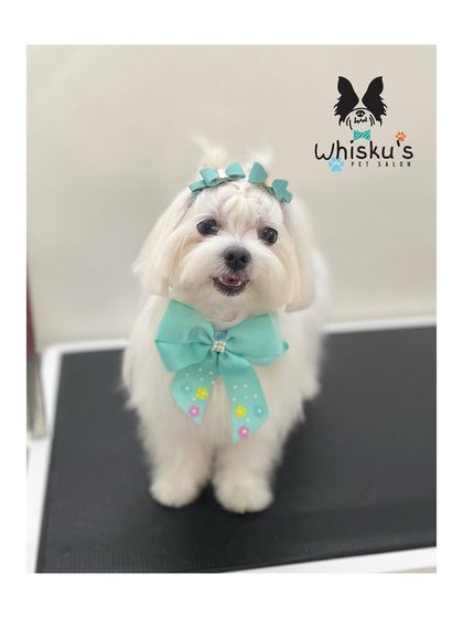 Furrybells Pet Grooming - Pet Grooming (Dogs & Cats) Breed-Specific Dog Styles photo 9