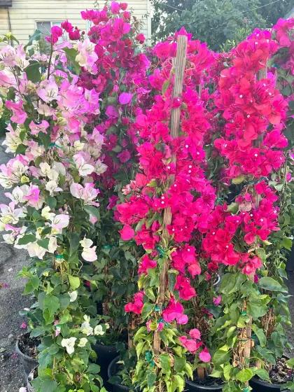 Bougainvillea climbers trained on trellises, ready for installation. These are perfect for covering walls, fences, or pergolas with a cascade of pink and white flowers.