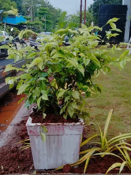 A healthy, mature shrub placed in a large planter. Using a mix of in-ground and container plants adds height and interest to a landscape design.