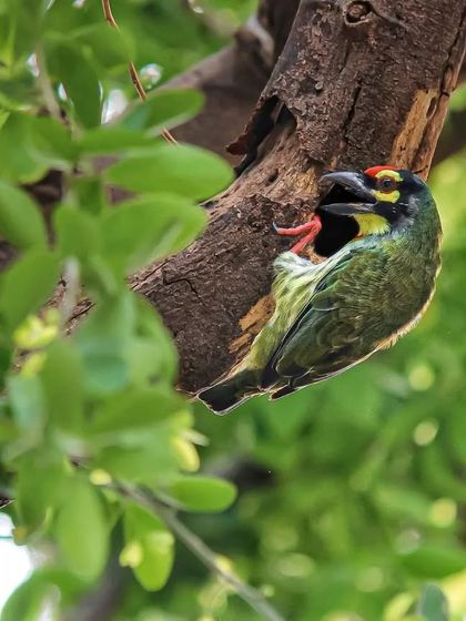 The Avian World: Portraits of Indian Birds photo 46