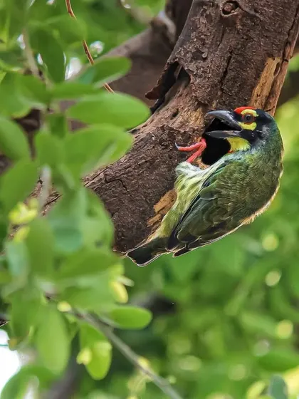 A Coppersmith Barbet at its nest cavity. Their constant, metallic-sounding calls are a familiar sound in many Indian forests and cities.