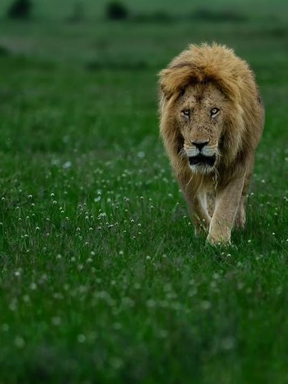 Lions & Cheetahs of the African Savannah photo 9