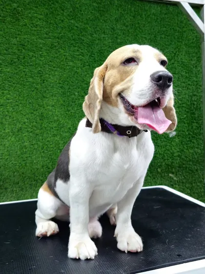 Even breeds with shorter hair, like this happy Beagle, benefit greatly from a de-shedding treatment. My process effectively removes loose fur, resulting in a sleeker coat and less shedding at home.