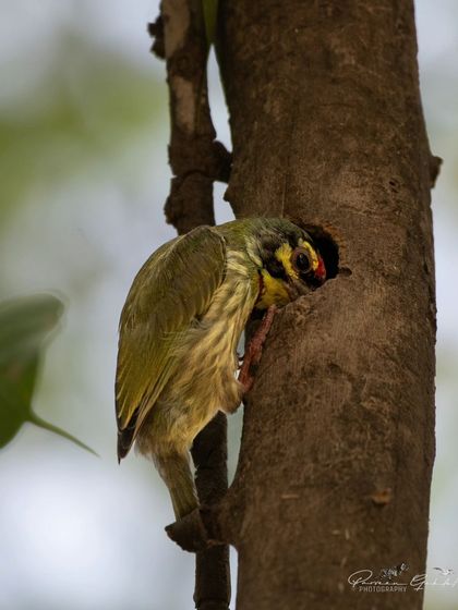 A Coppersmith Barbet peeking out of its nest hole in a tree.