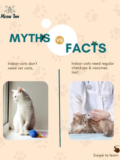 Meow Inn - Cat Adoption Services New Parent Toolkit photo 8