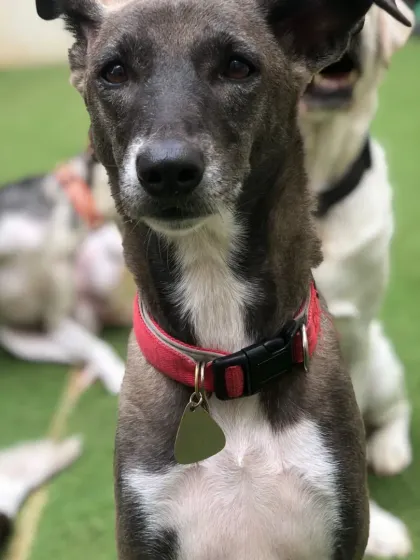 A beautiful Indie dog with a gentle soul. We welcome and love Indies just as much as any other breed. They are smart and loving.