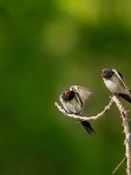 A series showing Red-rumped Swallows perched on a delicate branch. I've included both the raw and processed images to give insight into my editing process and how I enhance the natural beauty of the scene.
