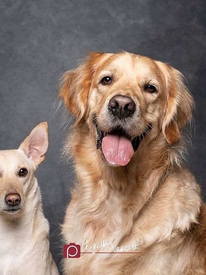 Pragalbh - Animal Rescue & Advocacy Photography Studio Paw-traits: Capturing Character photo 4