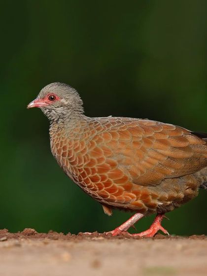 A male Red Spurfowl walking along the forest floor.
