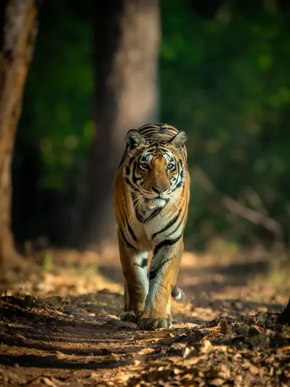 A confident stride from the MB3 tigress in Kanha National Park. A key part of my workshops is learning to read the animal's path and position yourself for a clean, powerful shot like this. The low angle makes her appear even more majestic as she walks her forest trail.