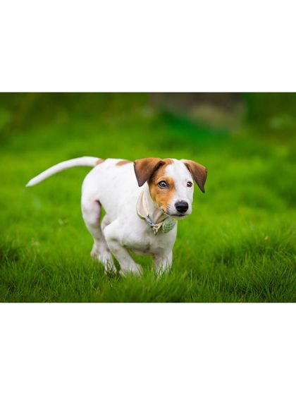 This rescue puppy is on the run, full of life and ready for a new home. Action shots are fantastic for adoption profiles to show a dog's playful nature.