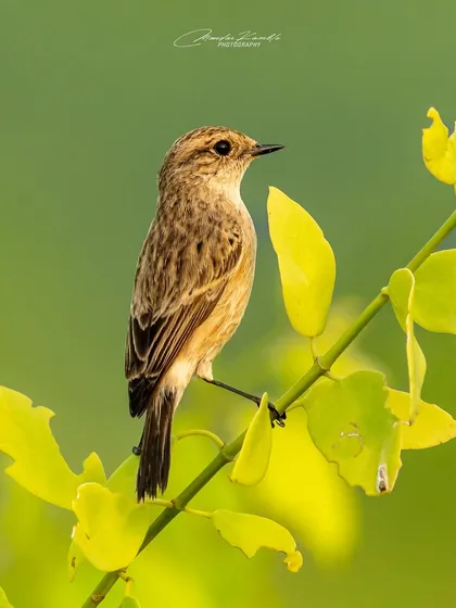 A Siberian Stonechat perched among bright yellow-green leaves. The colours in the foliage create a beautiful frame for this migratory bird.