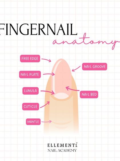 Let's start with the basics: fingernail anatomy. Understanding the different parts of the nail, from the free edge to the cuticle, is fundamental for every nail technician.