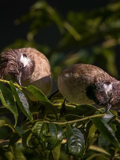 A pair of Himalayan Bulbuls huddle together on a leafy branch in Binsar. This image captures a tender moment of partnership and rest between the two birds.