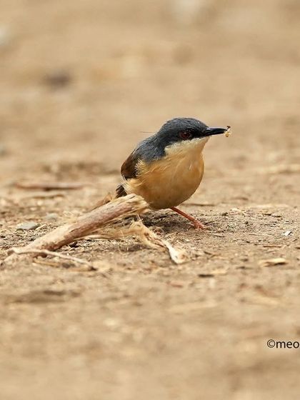 The common Ashy Prinia is often seen hopping on the ground looking for insects. Here, it has found a small snack. It's a great reminder to appreciate the birds we see every day.