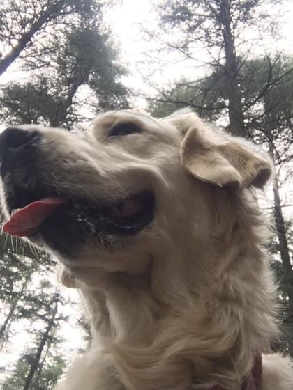 Deepthi - Dog Travel & Adventure Coaching Mountain & Trail Expeditions photo 25