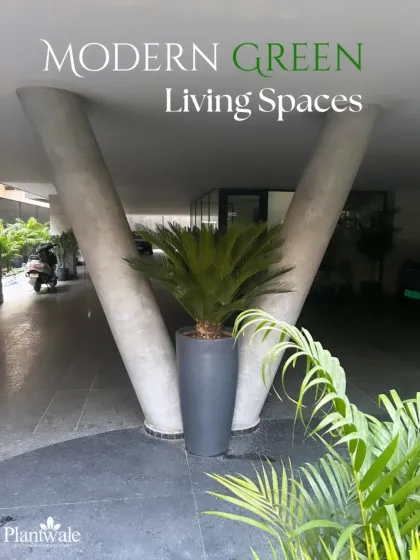 A large sago palm in a modern grey planter stands between two structural columns at a building's entrance. This simple yet powerful placement adds a touch of green luxury to the modern living space.