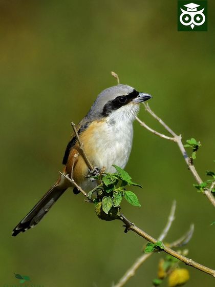 A Long-tailed Shrike, known for posing beautifully on open perches. A little planning allowed me to get this clean, green background.