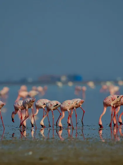 A flock of Lesser Flamingos feeding in the shallow coastal waters. This wide shot captures the social nature of these birds and the scale of their habitat.