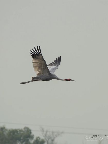 A Sarus Crane in flight against a grey sky.