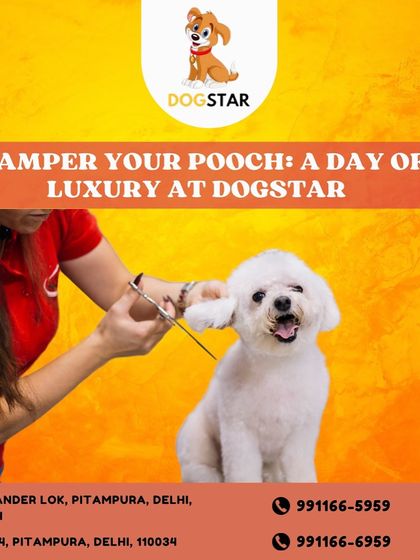 A happy poodle getting a luxury spa day at Dogstar. This image captures the moment a professional groomer gives a precise trim, ensuring a perfect finish for our client.