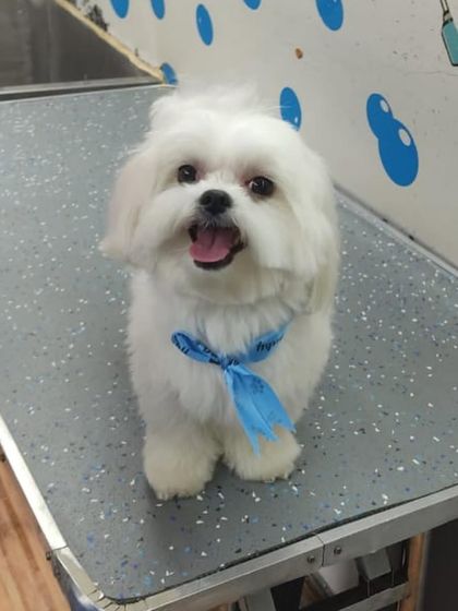 As white as snow! This little Maltese is looking extra bright and fluffy after a whitening shampoo bath and a neat trim.