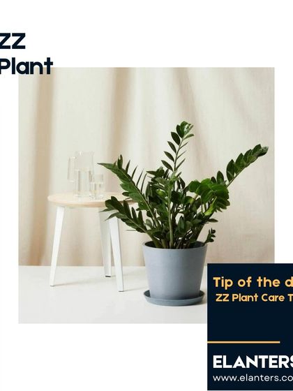 Expert Plant Care & Tips photo 57