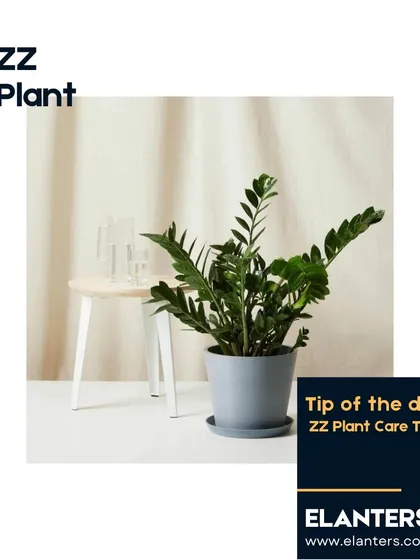 The ZZ Plant is another favorite for beginners due to its resilience. Here are my essential care tips for this hardy plant.