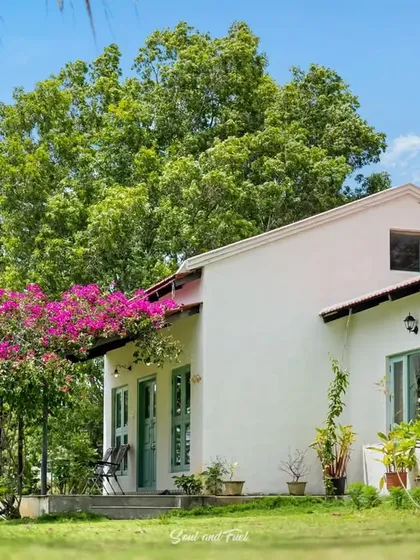 The exterior of a farmhouse at Z Farms, with a beautiful bougainvillea vine adding a splash of vibrant pink. The white walls and green lawn create a fresh and picturesque country scene.