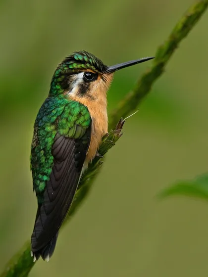 A female Purple-throated Mountain-gem perches on a branch. While less vibrant than the male, her subtle green and buff colors provide excellent camouflage.