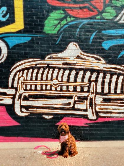 Tulsa Dog Trainer - Immersive Board & Train Programs Board & Train Graduates photo 16