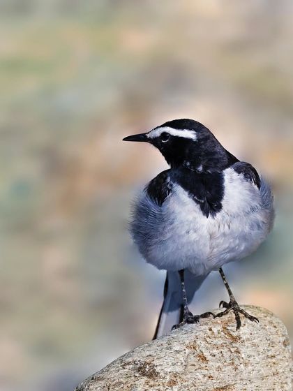 A White-browed Wagtail stands on a rock, showcasing its puffy white breast feathers. The soft, muted background helps the bird's crisp black and white pattern stand out.