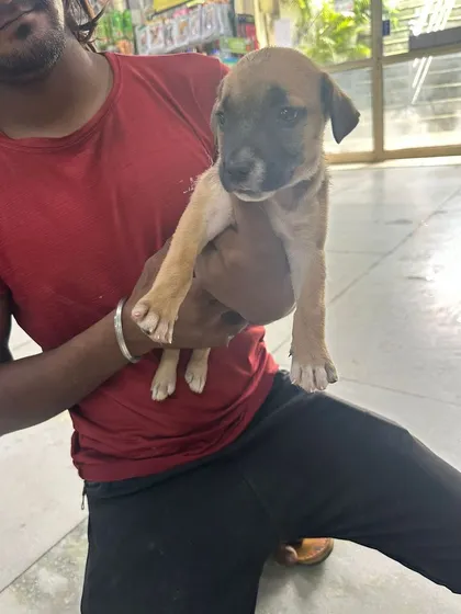 This little guy is full of curiosity and is waiting for a family to call his own. All our puppies are socialized to be comfortable around people.