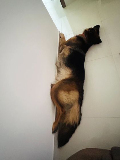 Star Pups - Pet Boarding & Daycare Additional Work & Moments photo 28