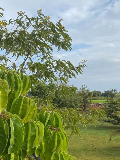 The vibrant green leaves of our local flora against a soft sky. We celebrate the different shades of green that make our retreat a true eco-sanctuary, full of life and healing energy.