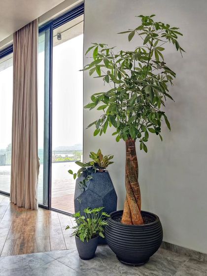 Signature Statement Plants photo 27